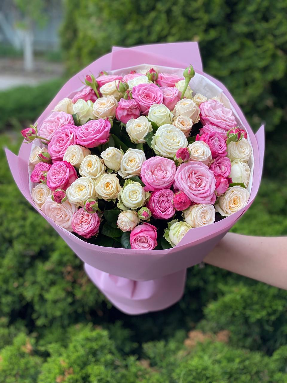 39 Rosen Miss und Lady Bombastic