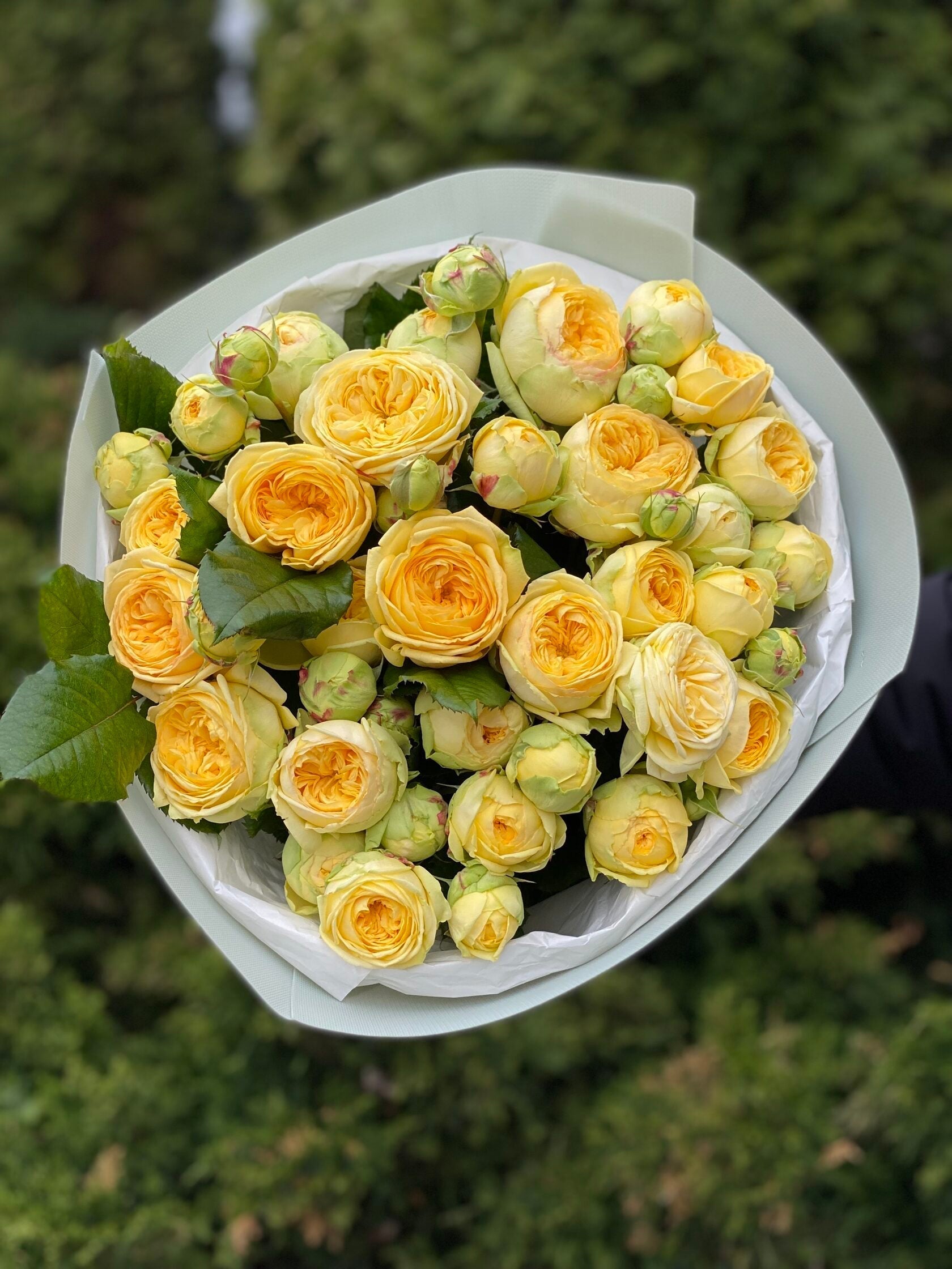 19 pfingstrosenartige Rosen Peony Bubbles