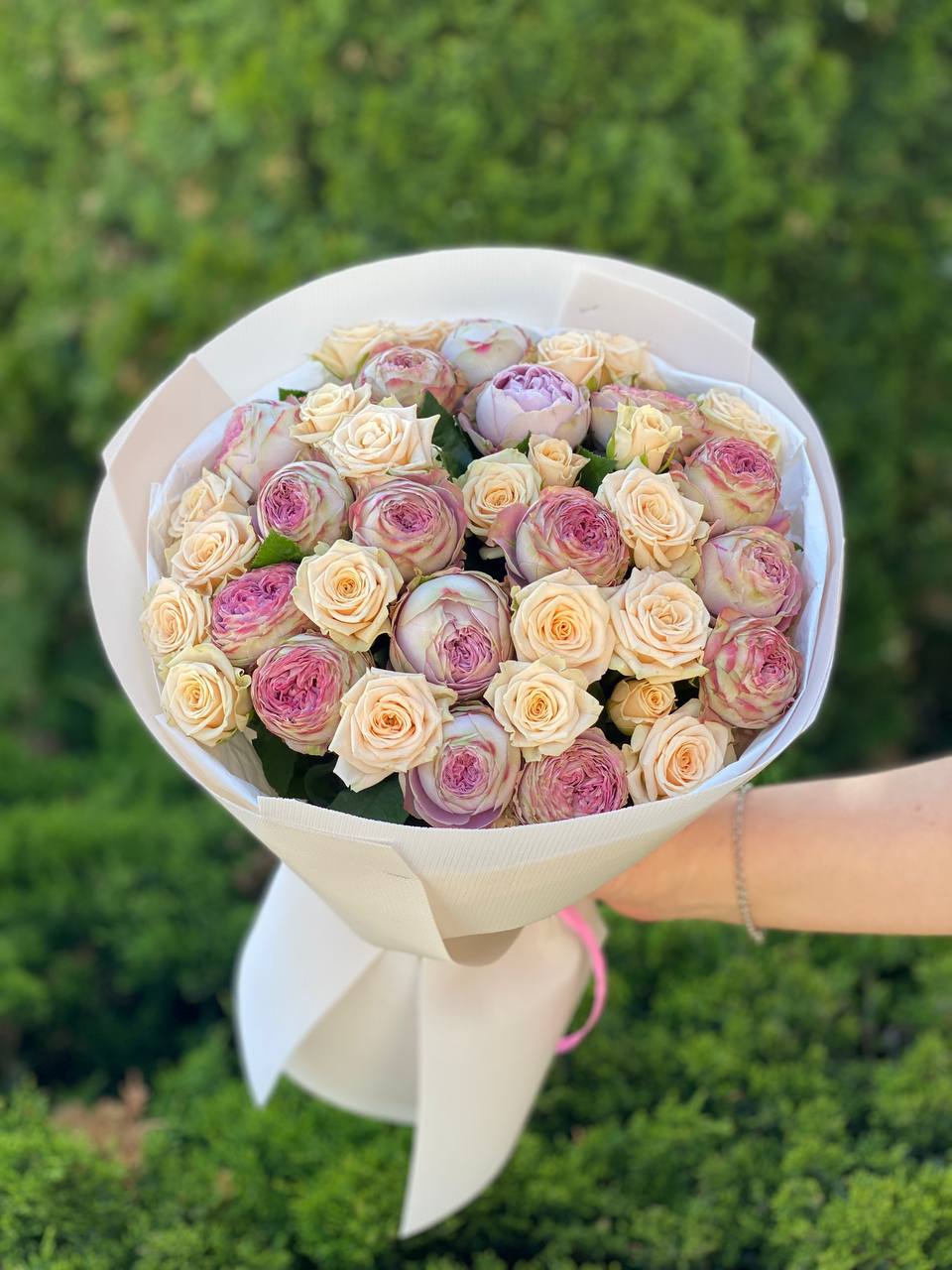 39 pfingstrosenartige Rosen Tanya und Lavender