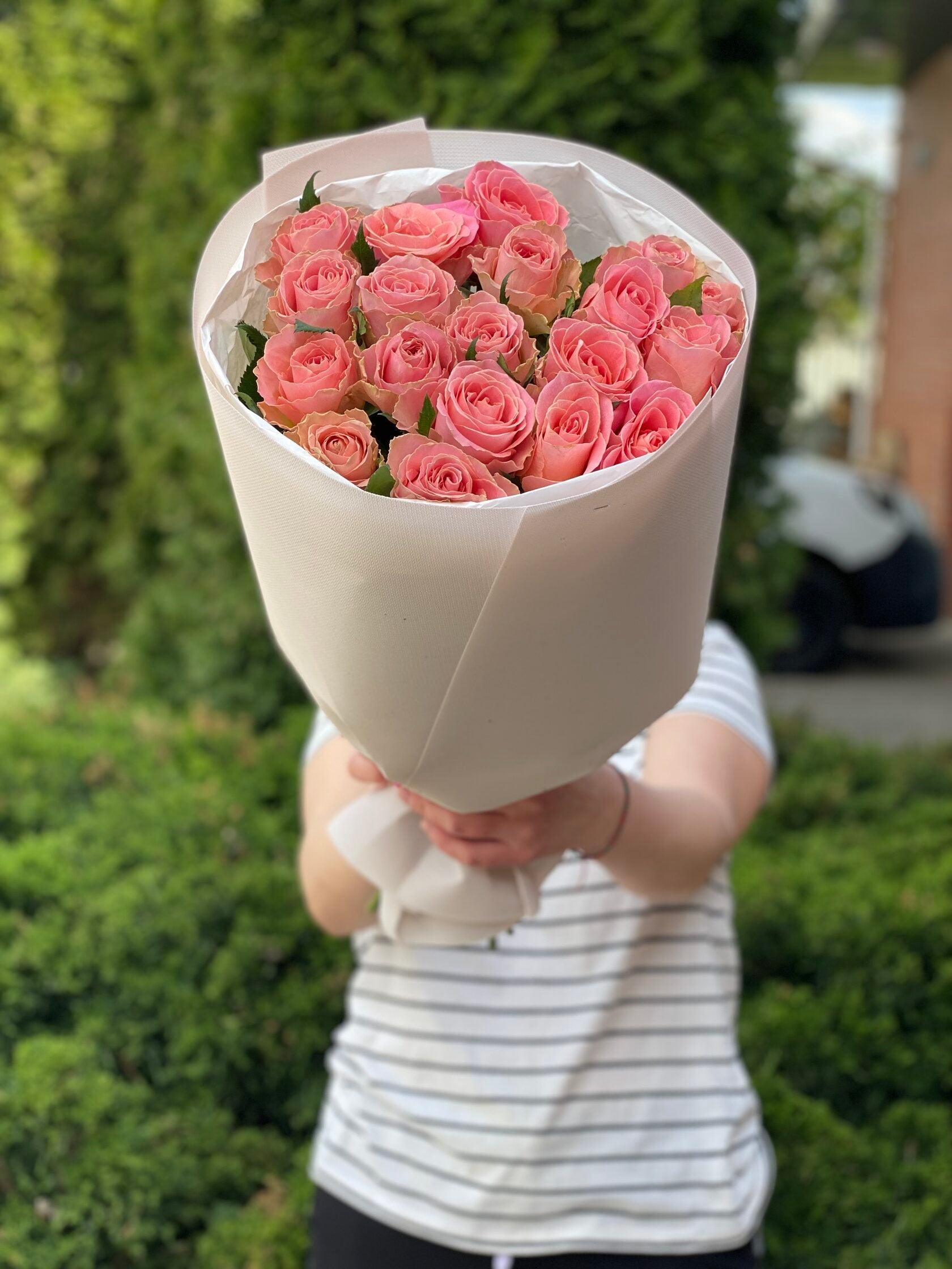 19 holländische Rosen Rosa