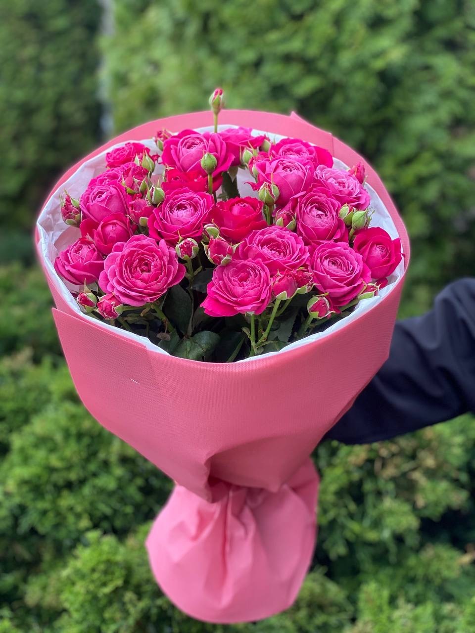 19 pfingstrosenartige Rosen Majestic“