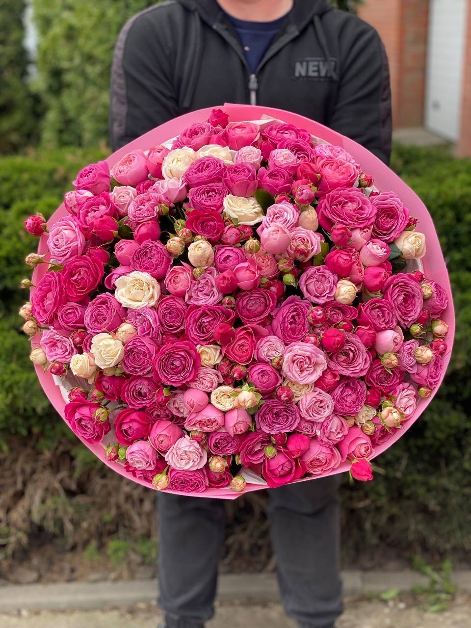 101 pfingstrosenartige Rosen Majestic und Gelato