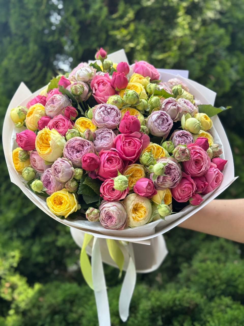 51 pfingstrosenartige Rosen (Lavender, Light, Peony)