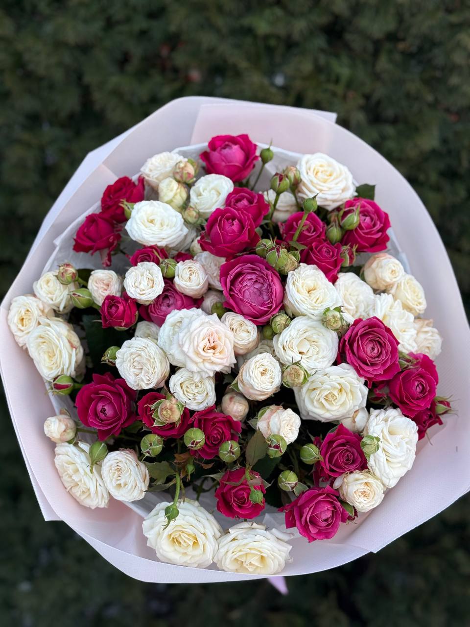 39 Rosen-Bombastic und Majestic