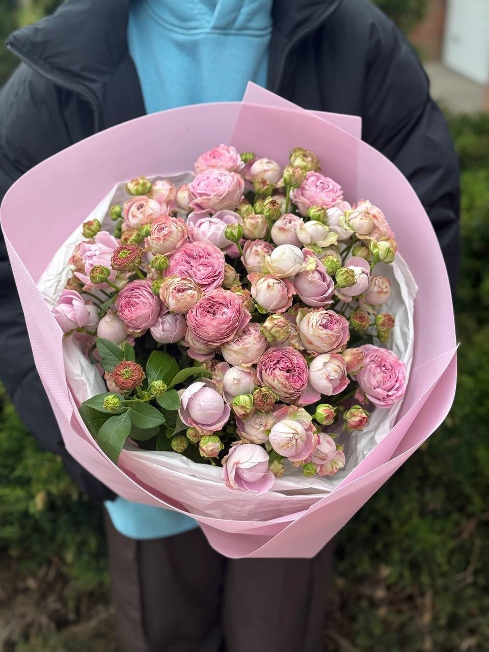 19 pfingstrosenartige Rosen Lavender