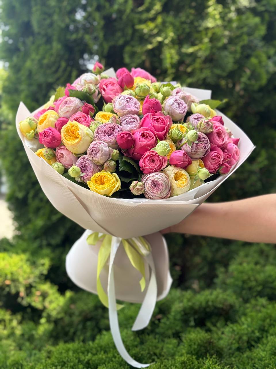 51 pfingstrosenartige Rosen (Lavender, Light, Peony)