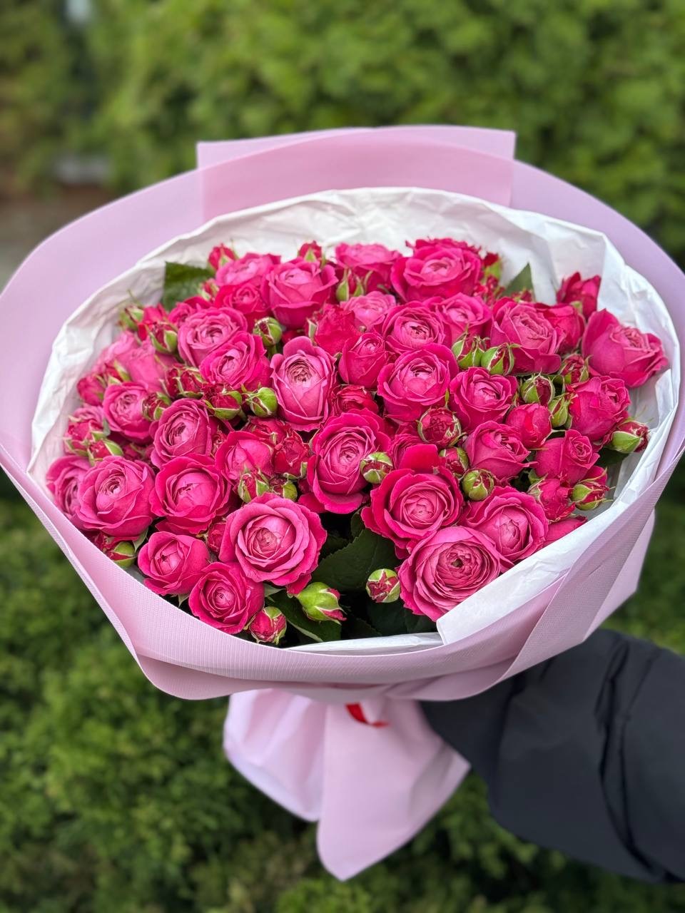 19 pfingstrosenartige Rosen Majestic“