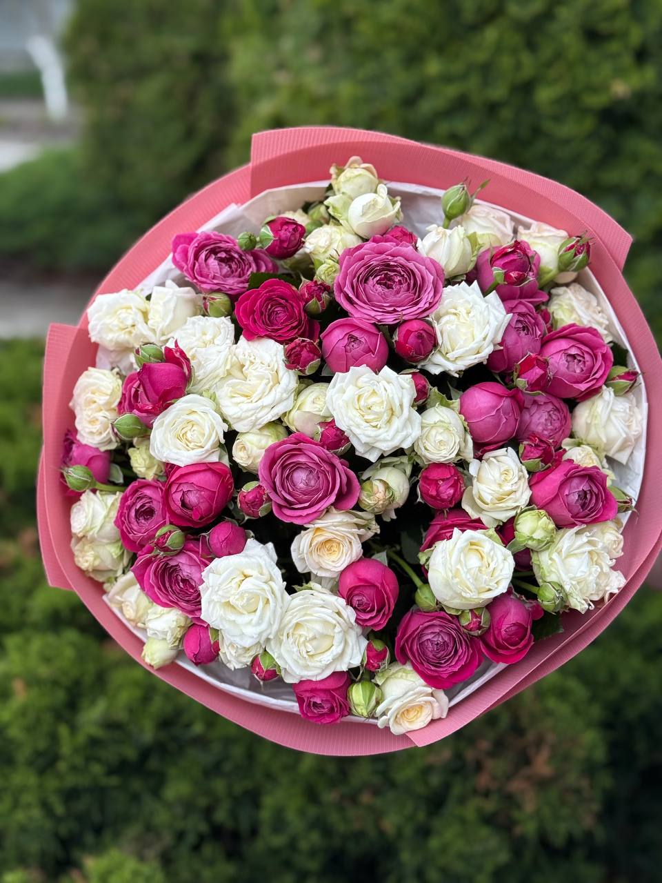 39 Rosen Prince Bombastic und Majestic