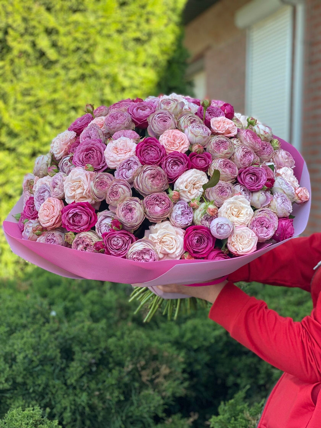 101 pfingstrosenartige Rosen Majestic, Bombastic und Lavenderfarben