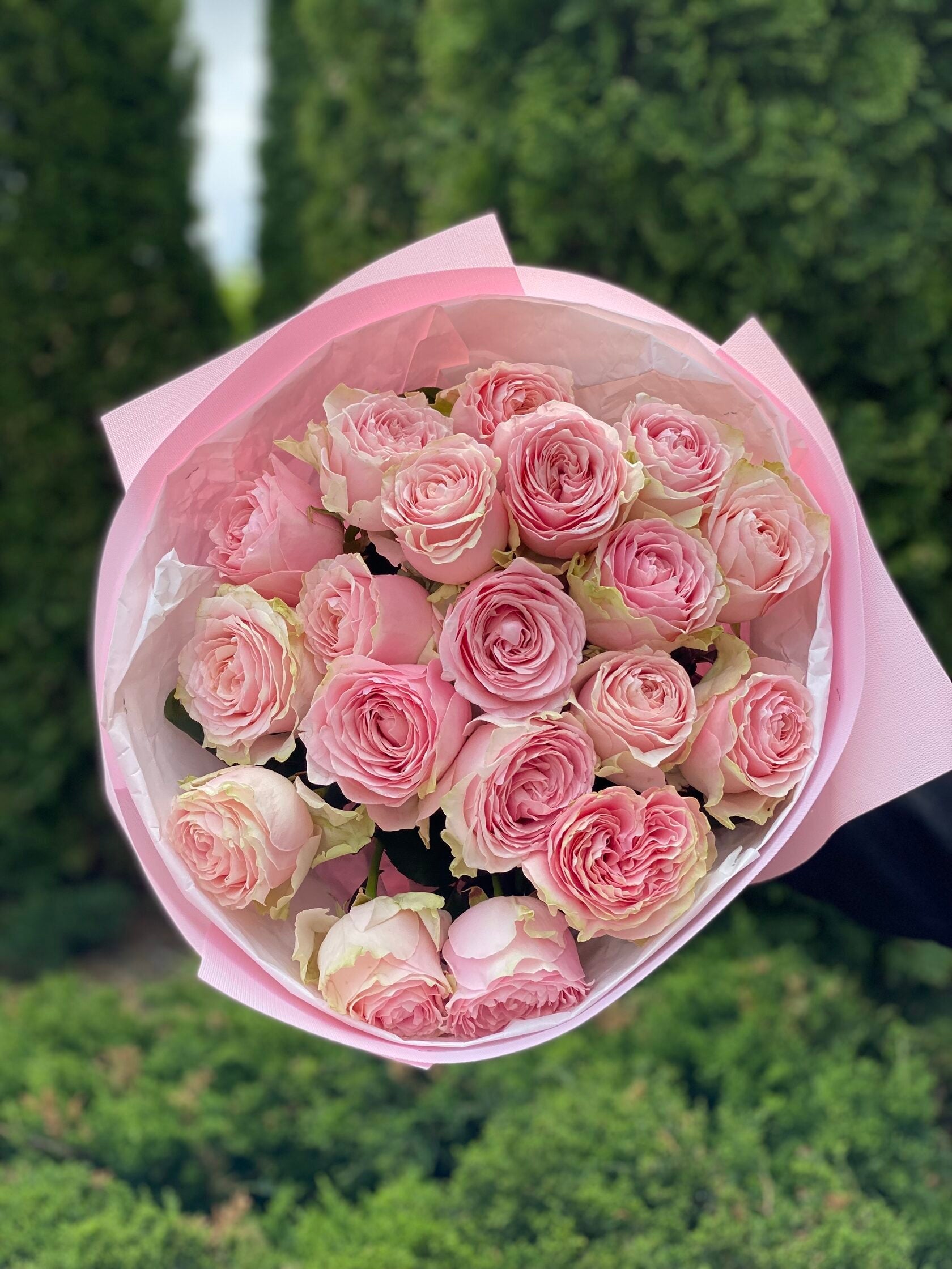 19 pfingstrosenartige Rosen Country Spirit (rosa)
