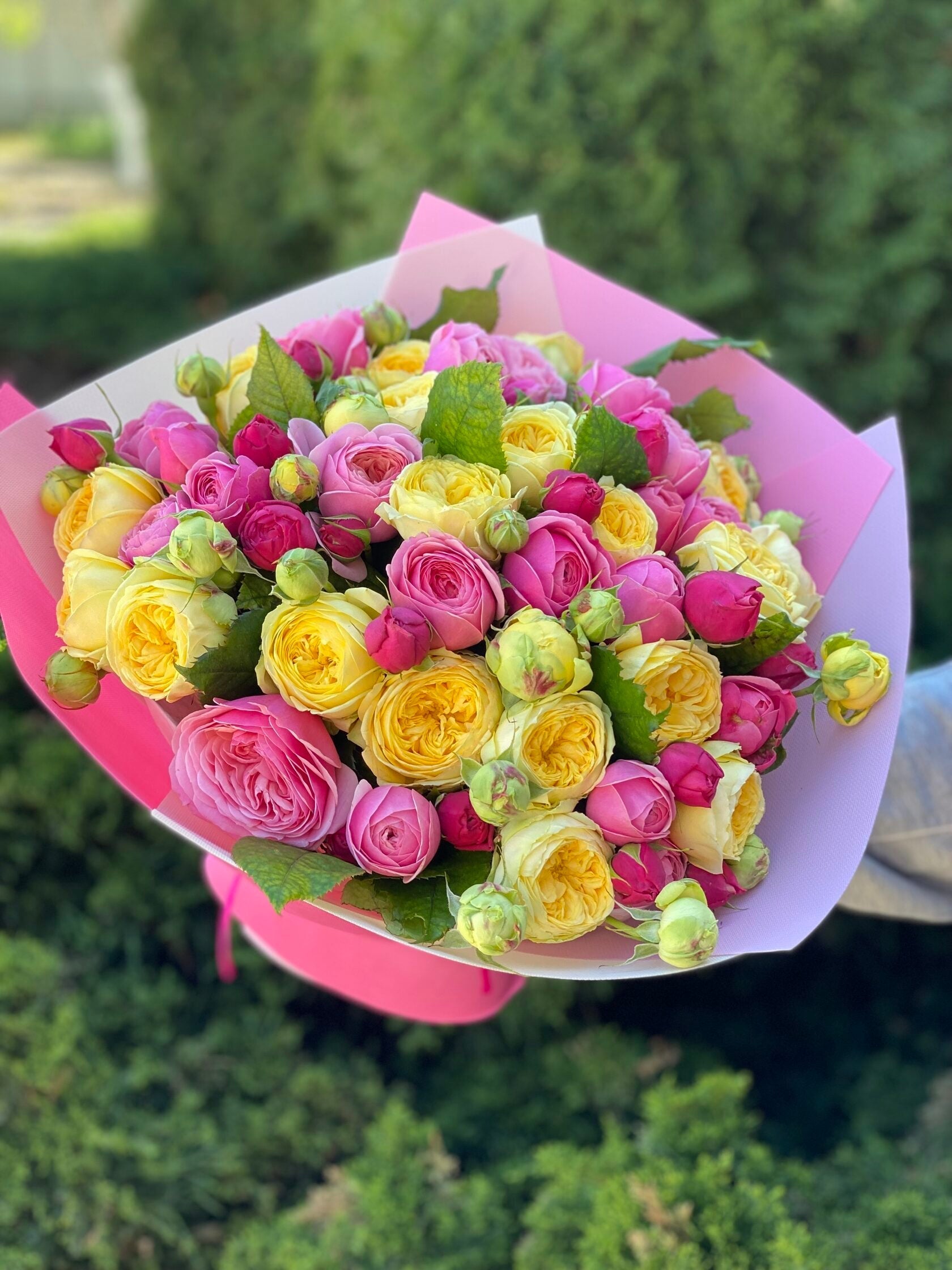 39 pfingstrosenartige Rosen Light und Peony
