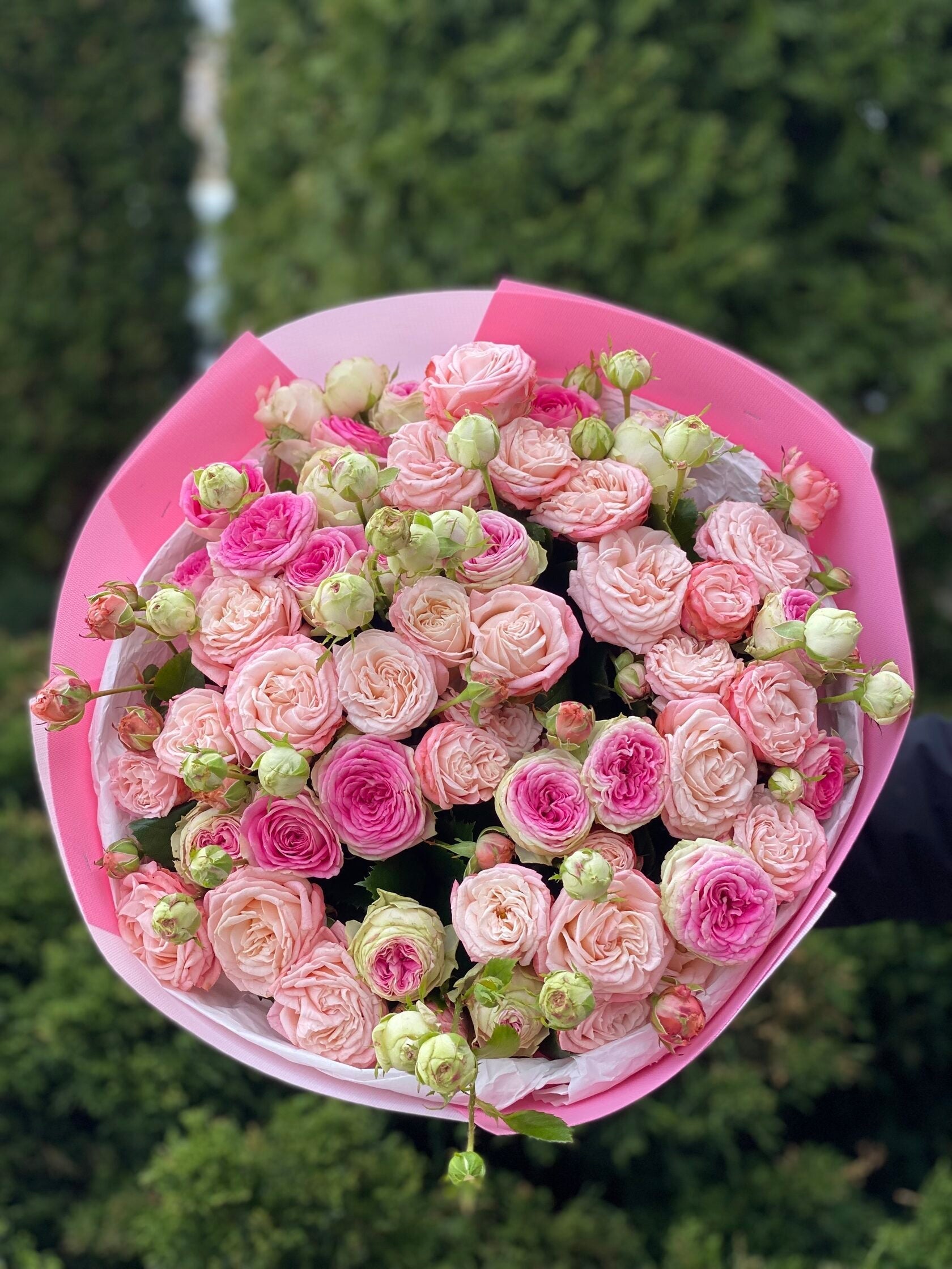 39 Rosen Bombastic und Gelato