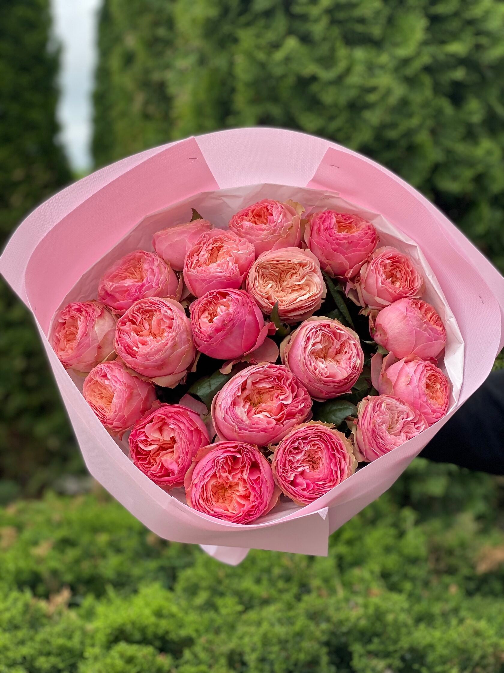 19 pfingstrosenartige Rosen Harper