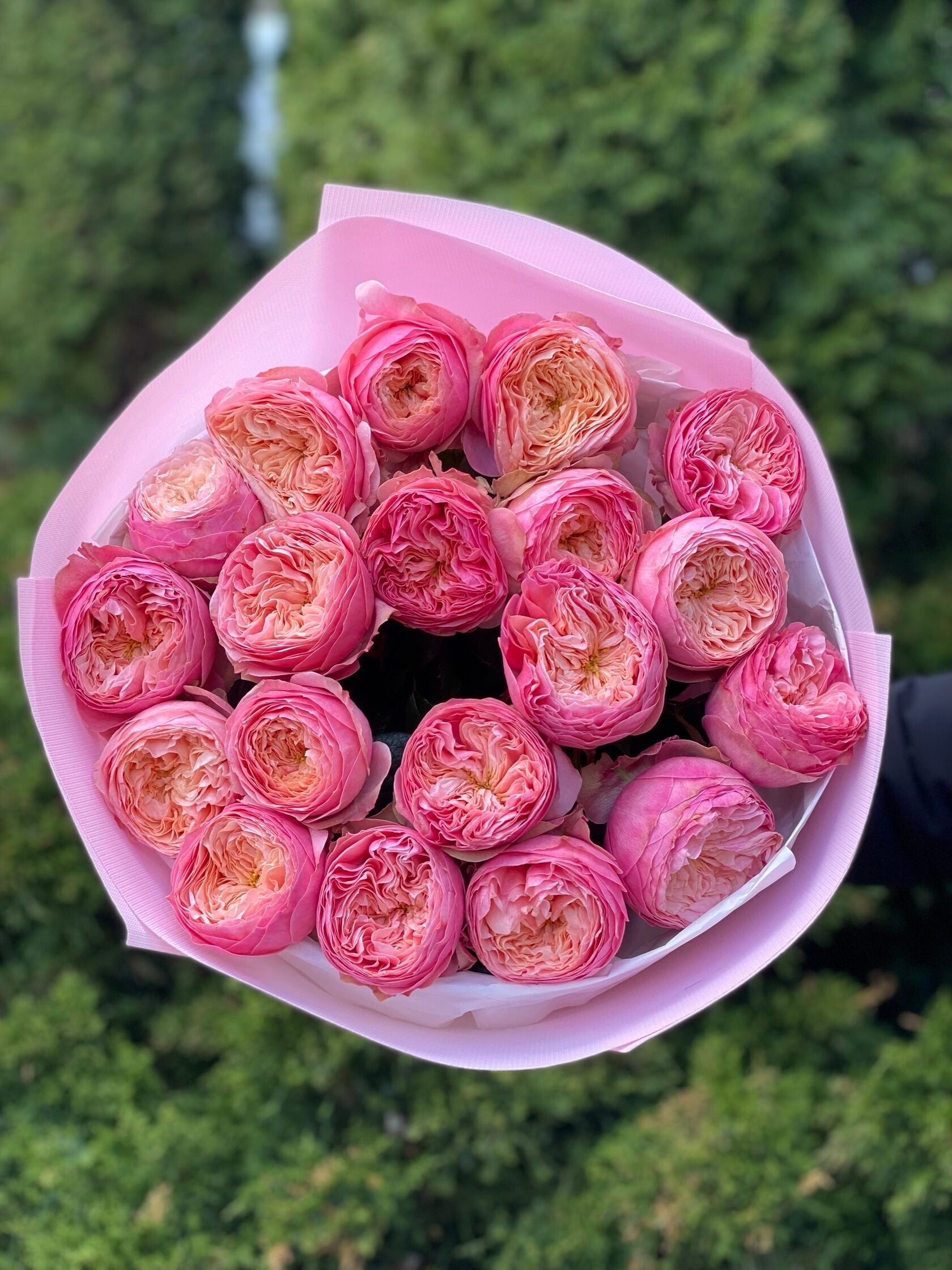 19 pfingstrosenartige Rosen Harper