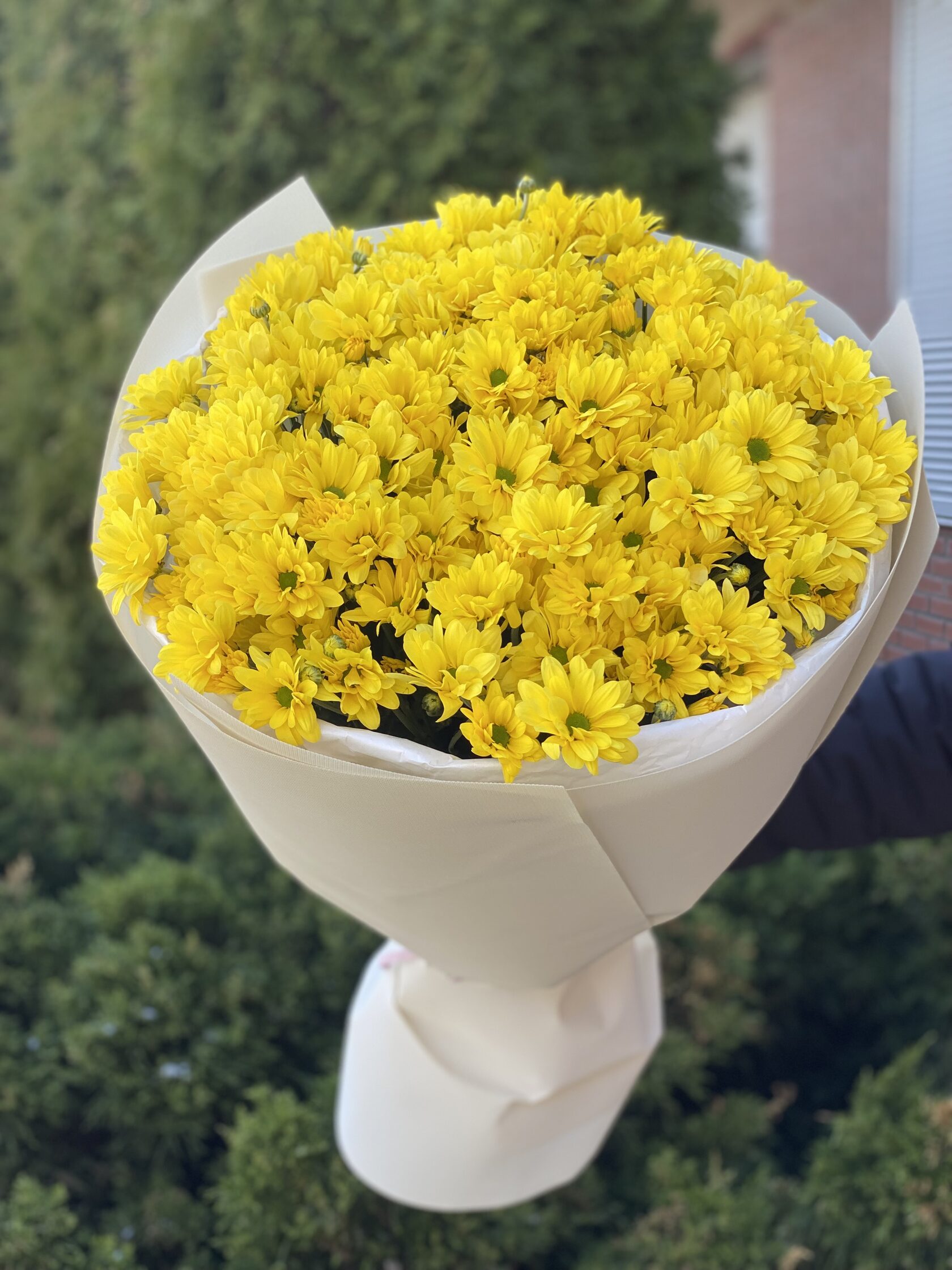 9 Margeriten-Chrysantheme (gelb)