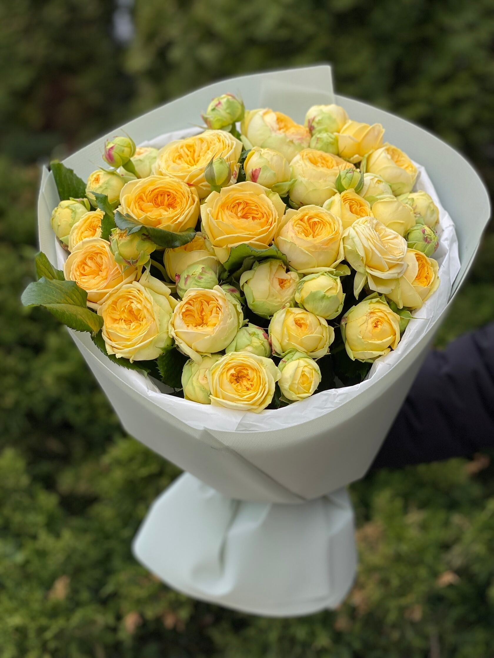 19 pfingstrosenartige Rosen Peony Bubbles