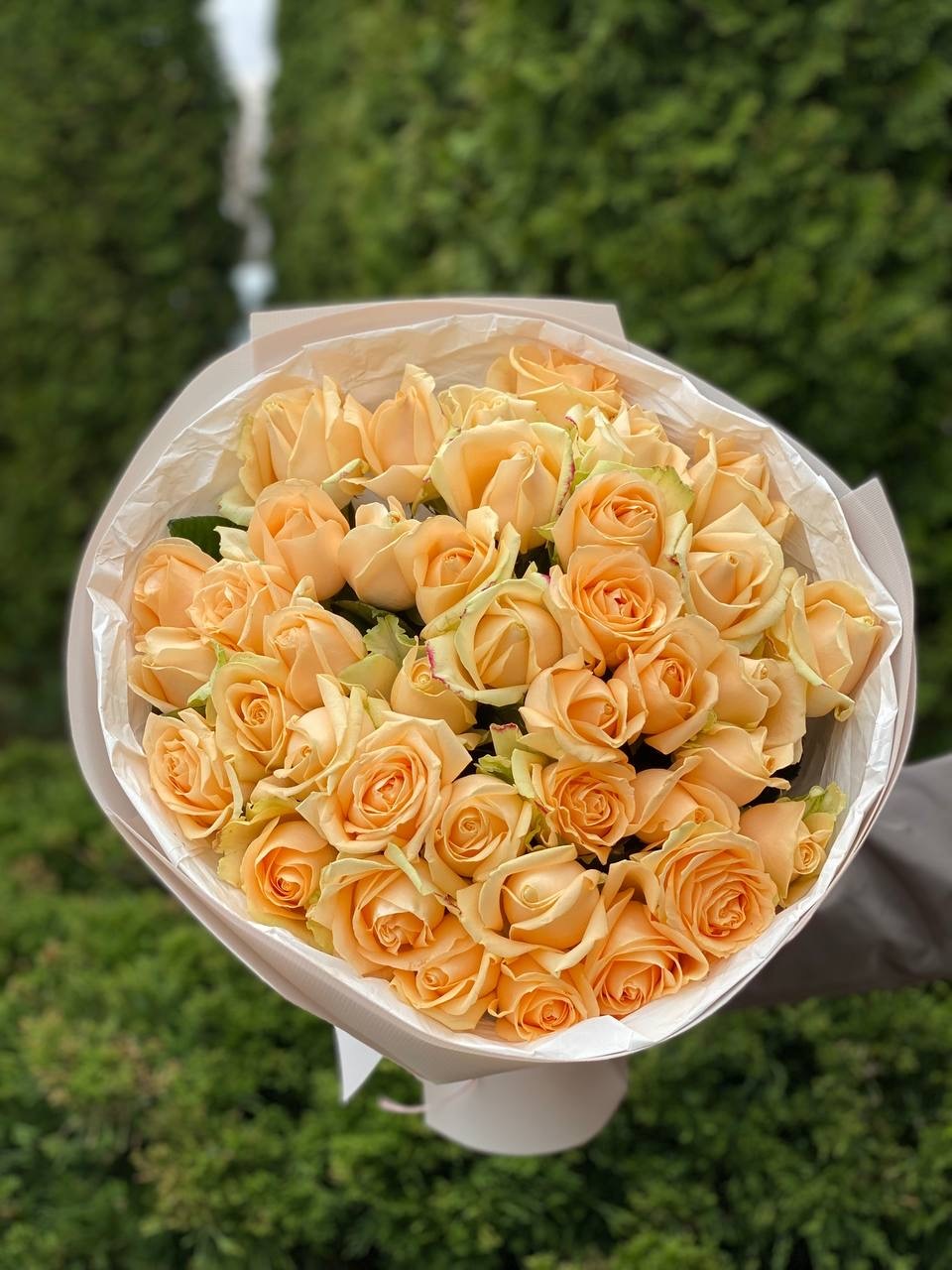 39 Rosen Peach Avalanche