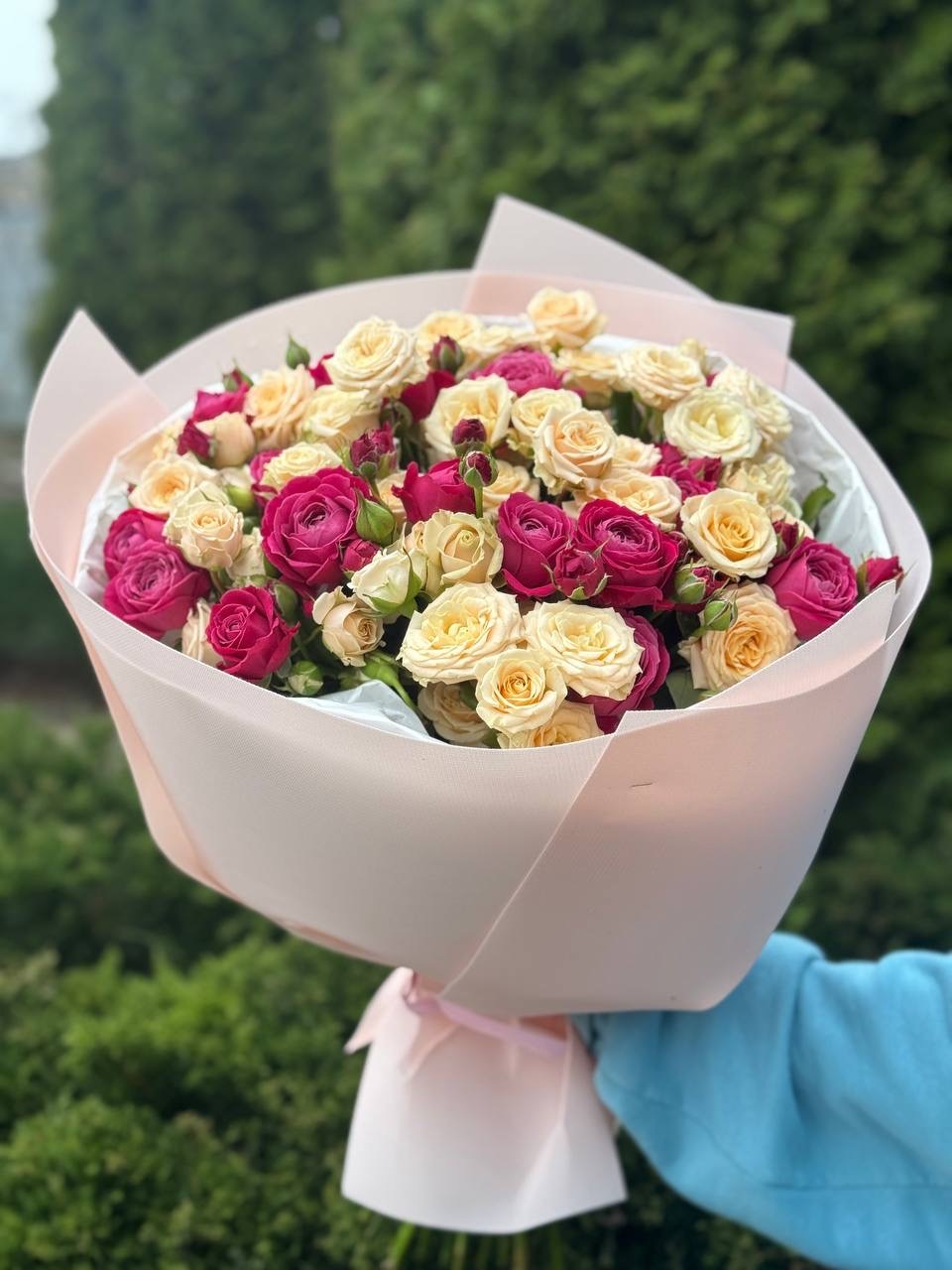 39 pfingstrosenartige Rosen Majestic und Tanya
