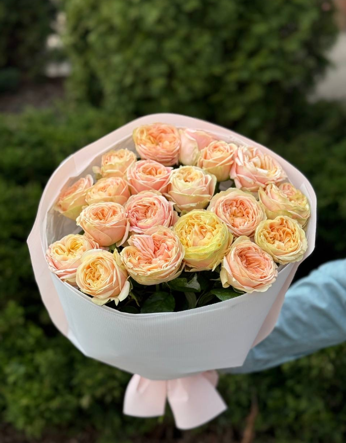 19 pfingstrosenartige Rosen Priscilla