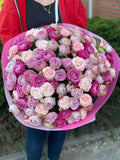 101 pfingstrosenartige Rosen Majestic, Bombastic und Lavenderfarben