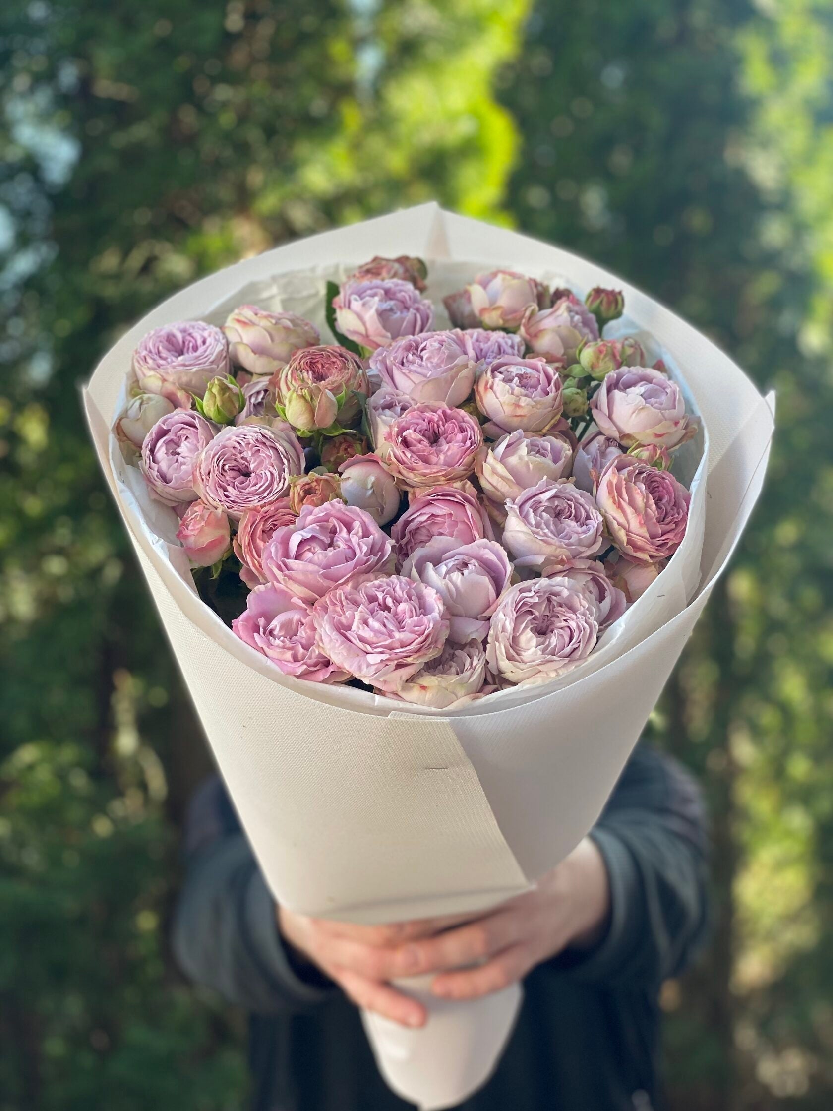 19 pfingstrosenartige Rosen Lavender