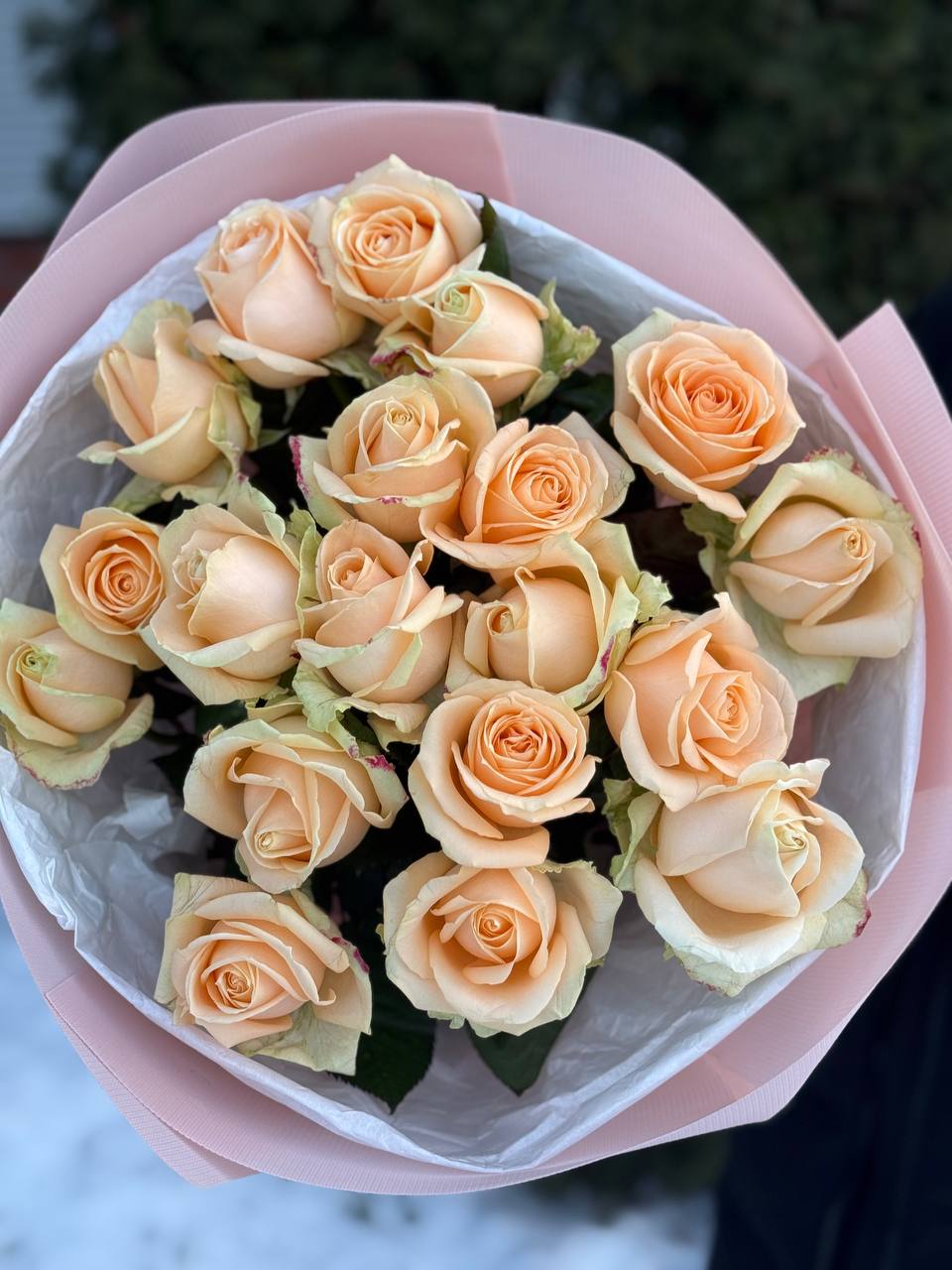 19 Rosen Peach Avalanche