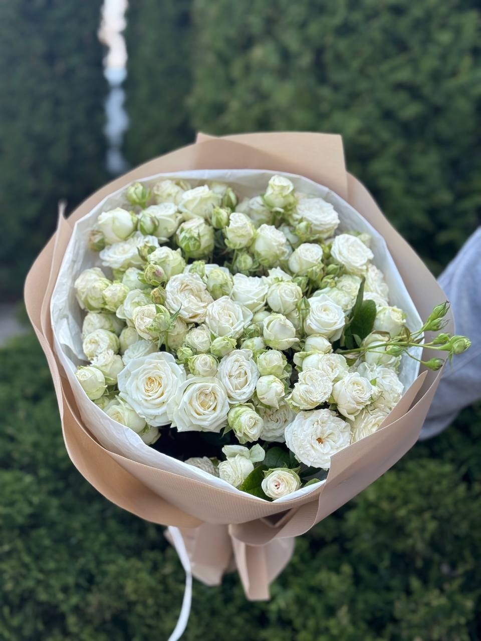 39 pfingstrosenartige Rosen Miss Bombastic
