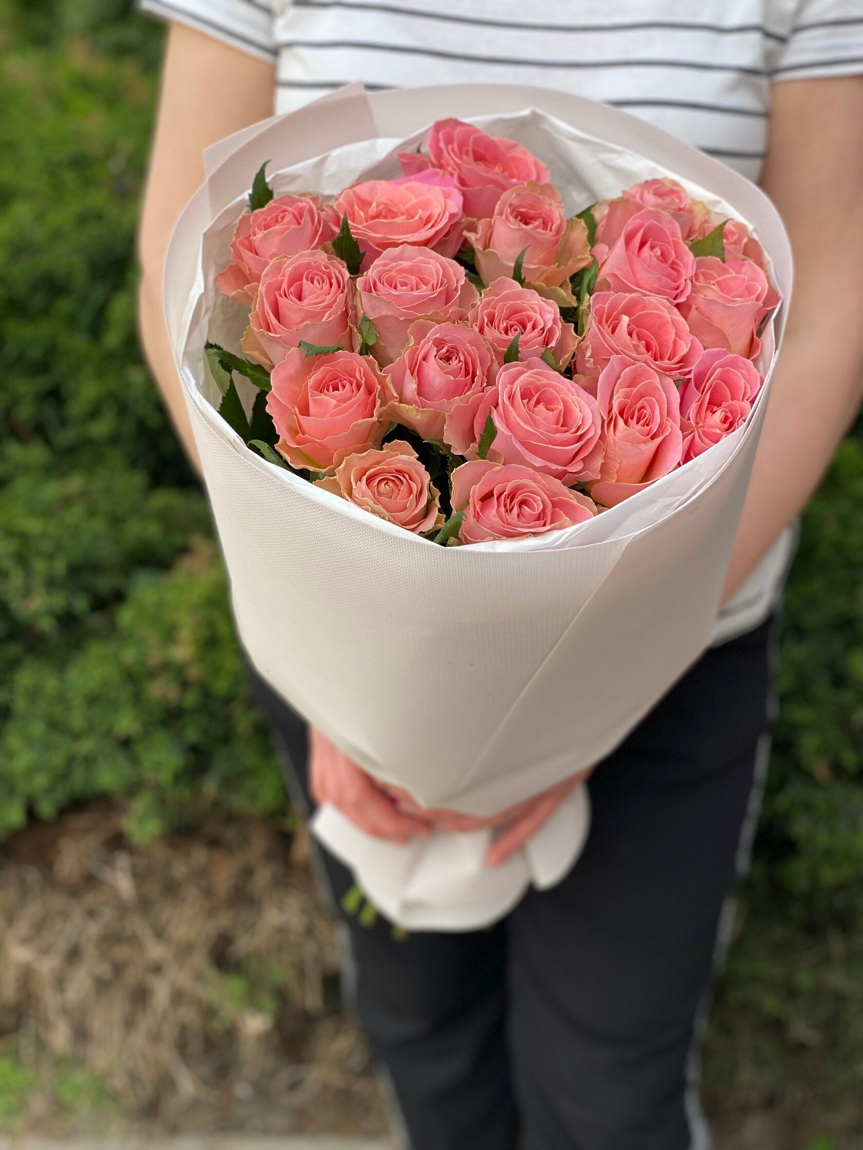 19 holländische Rosen Rosa