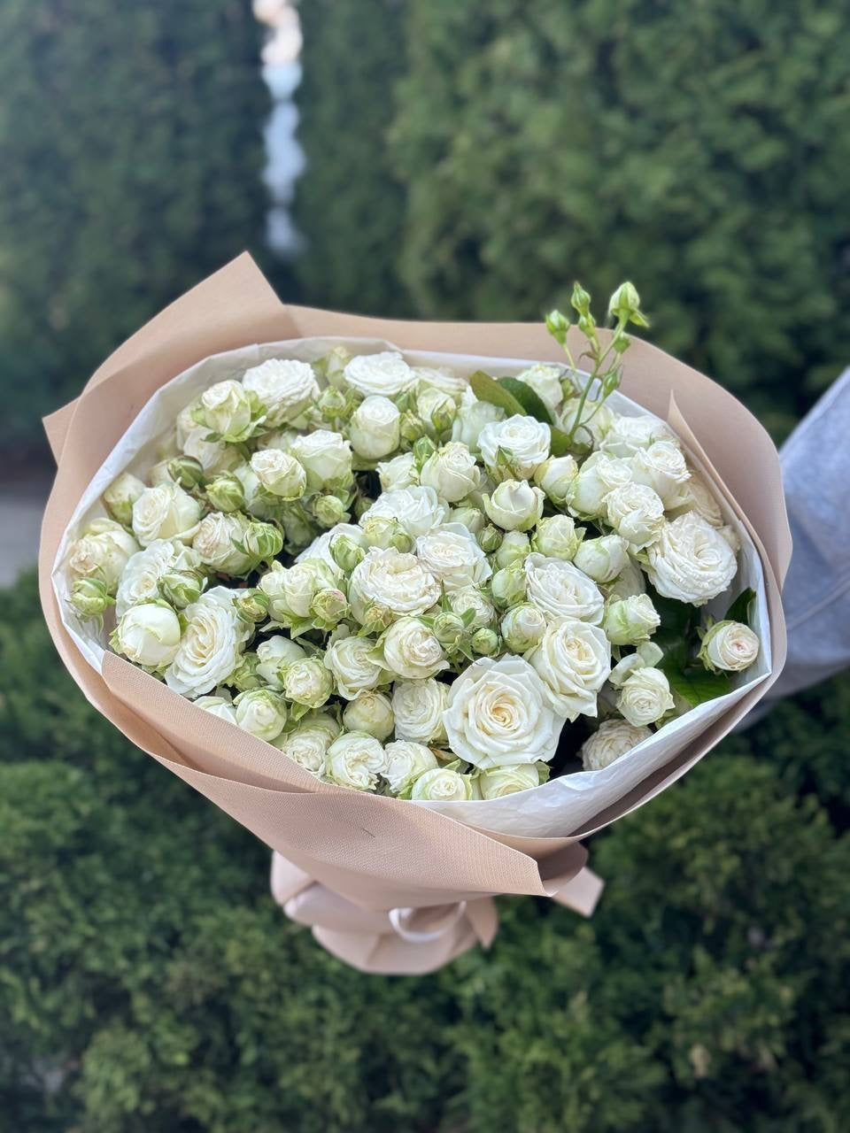 19 pfingstrosenartige Rosen Miss Bombastic