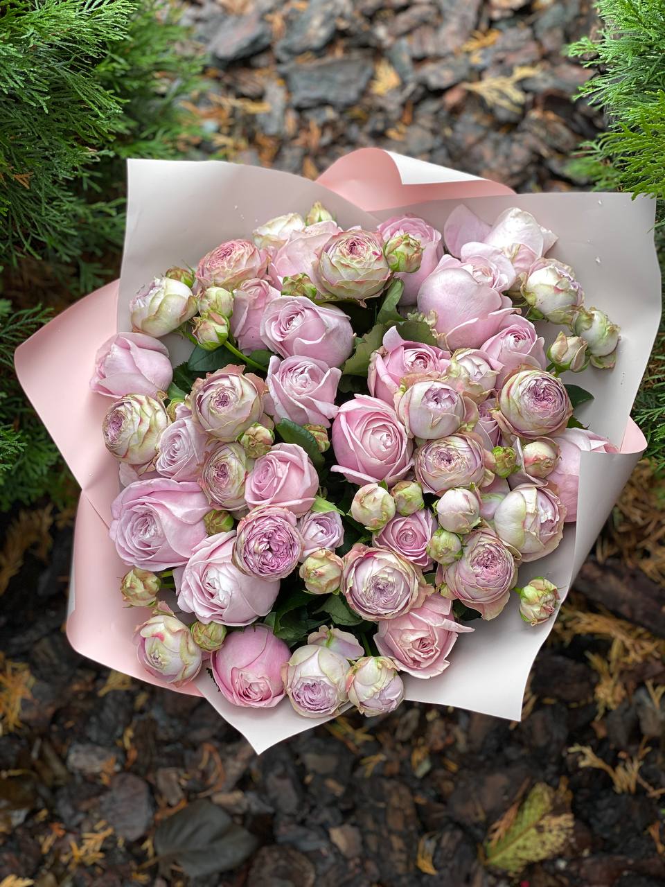 39 pfingstrosenartige Rosen Lavender