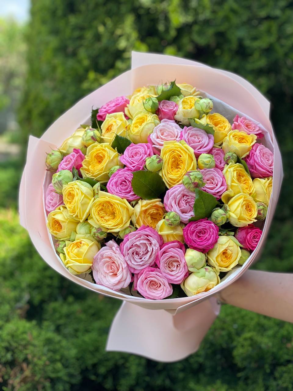 39 pfingstrosenartige Rosen Piony und Lady Bombastic