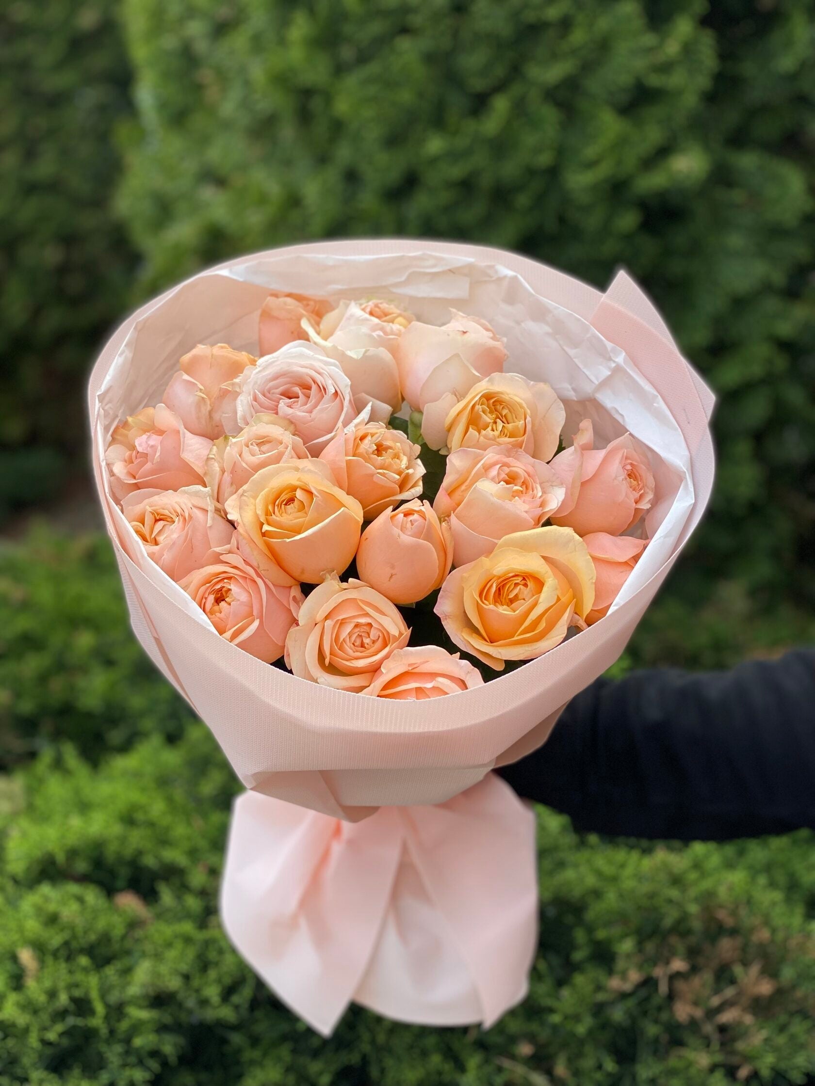 19 pfingstrosenartige Rosen Amber Sun (puderrosa)