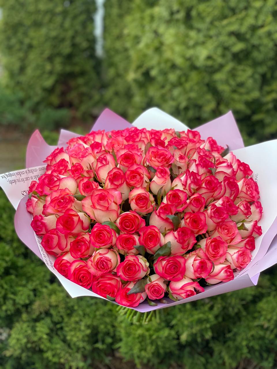101 Rosen Jumilia