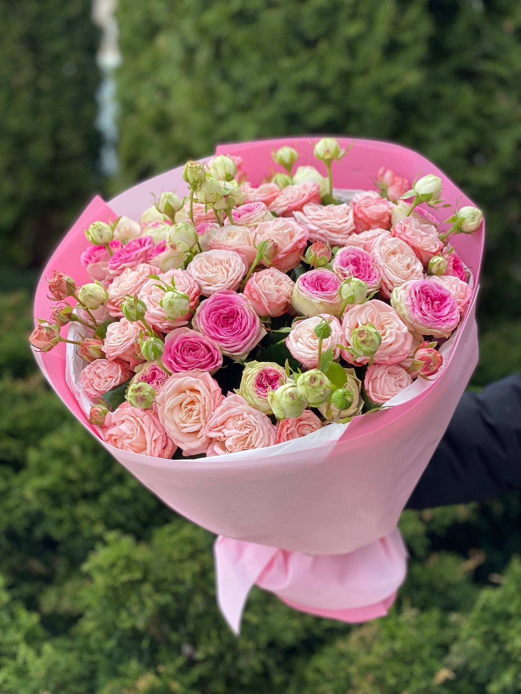 39 Rosen Bombastic und Gelato