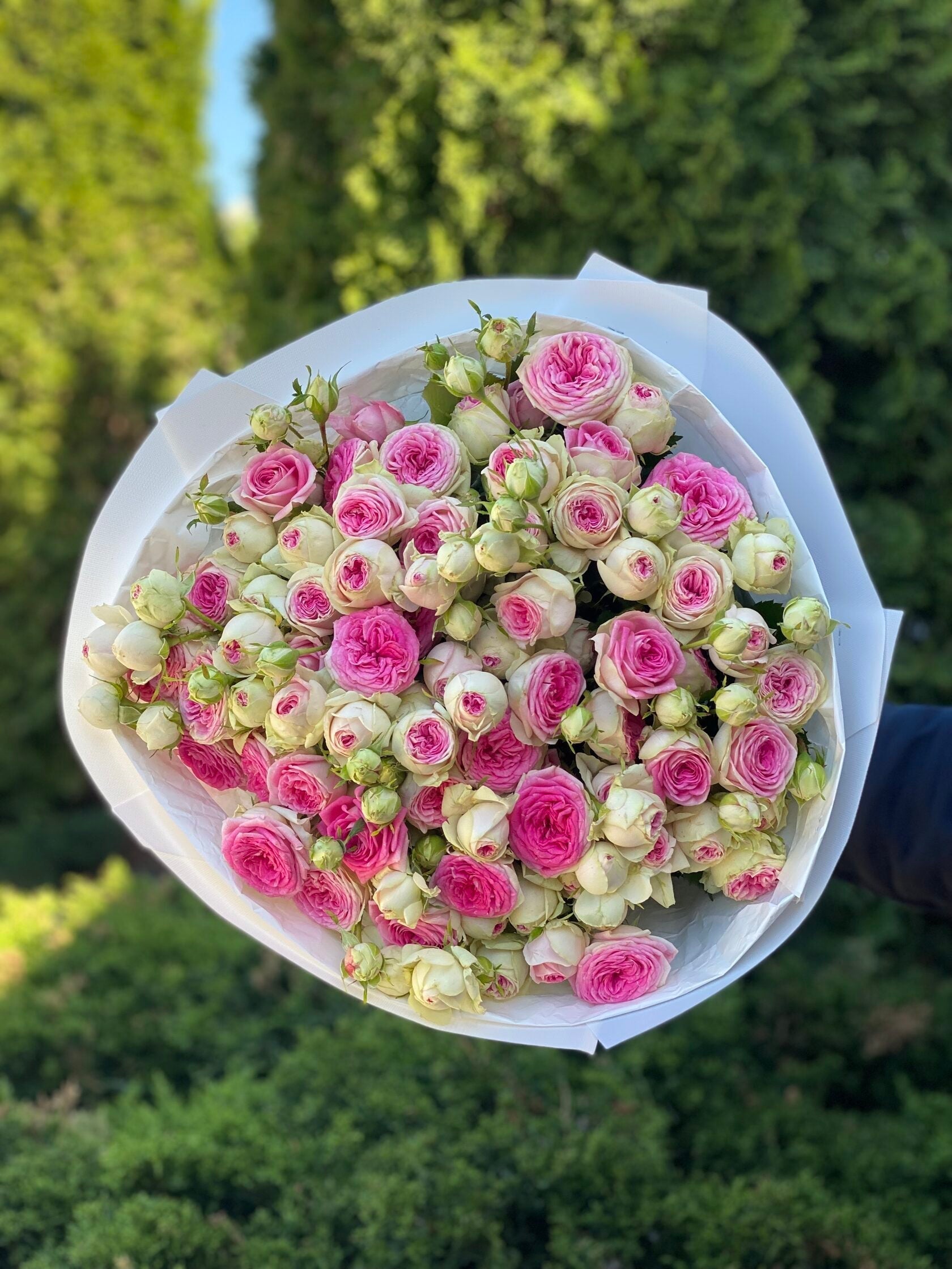 39 pfingstrosenartige Rosen Gelato