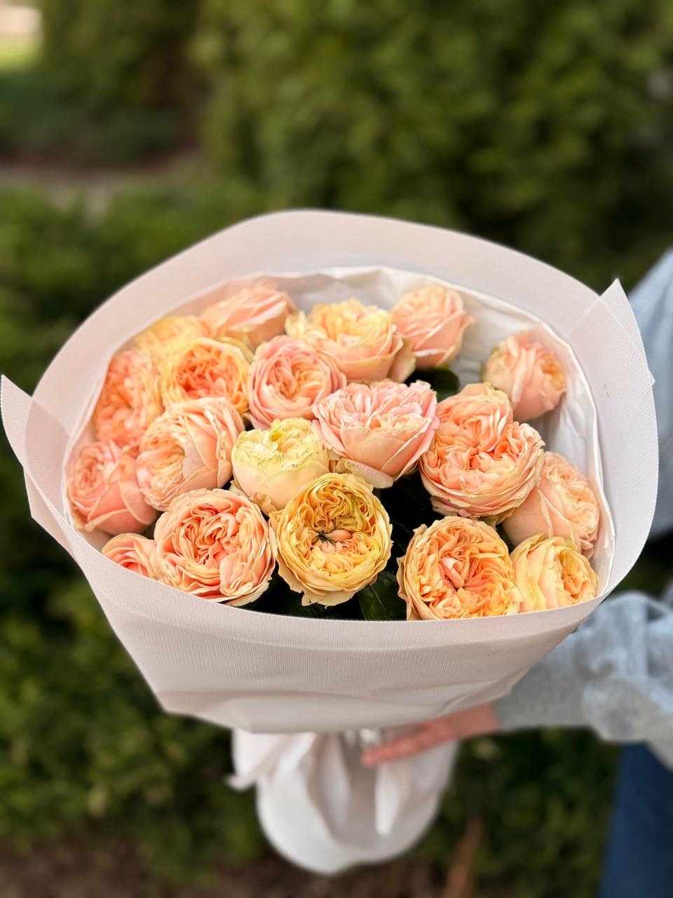 19 pfingstrosenartige Rosen Cream Fragrance