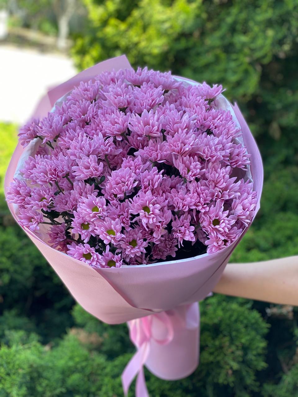 15 Margeriten-Chrysantheme (violett)