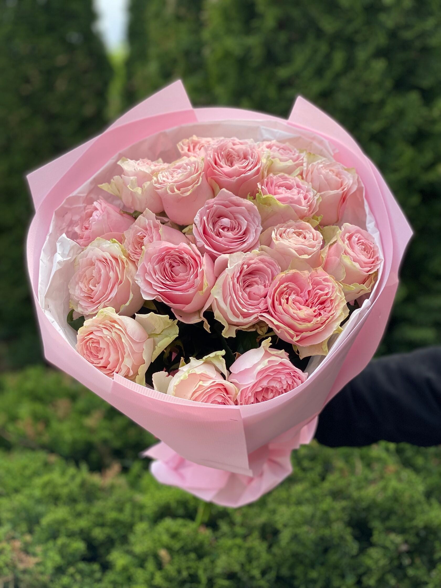 19 pfingstrosenartige Rosen Country Spirit (rosa)