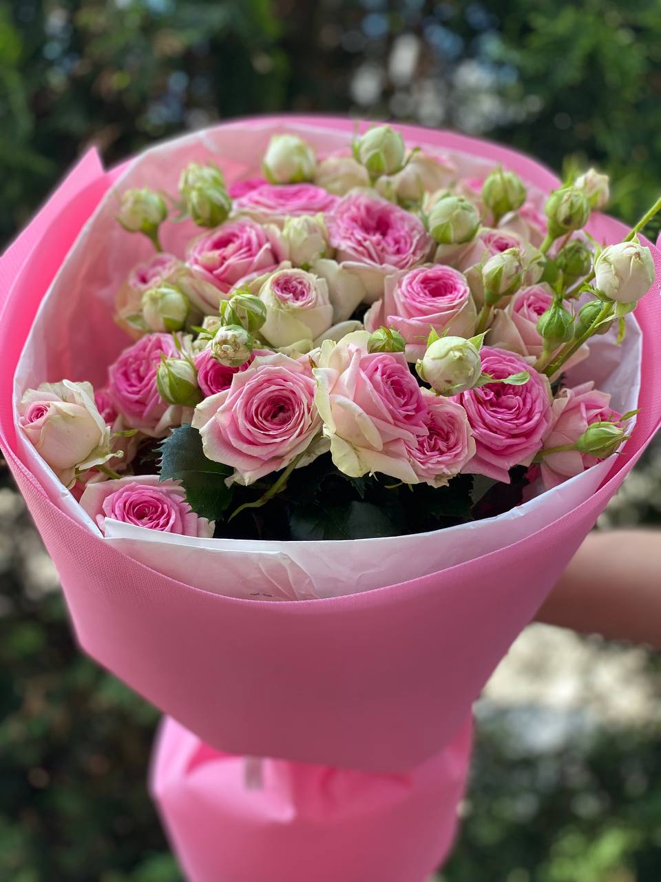19 pfingstrosenartige Rosen Gelato