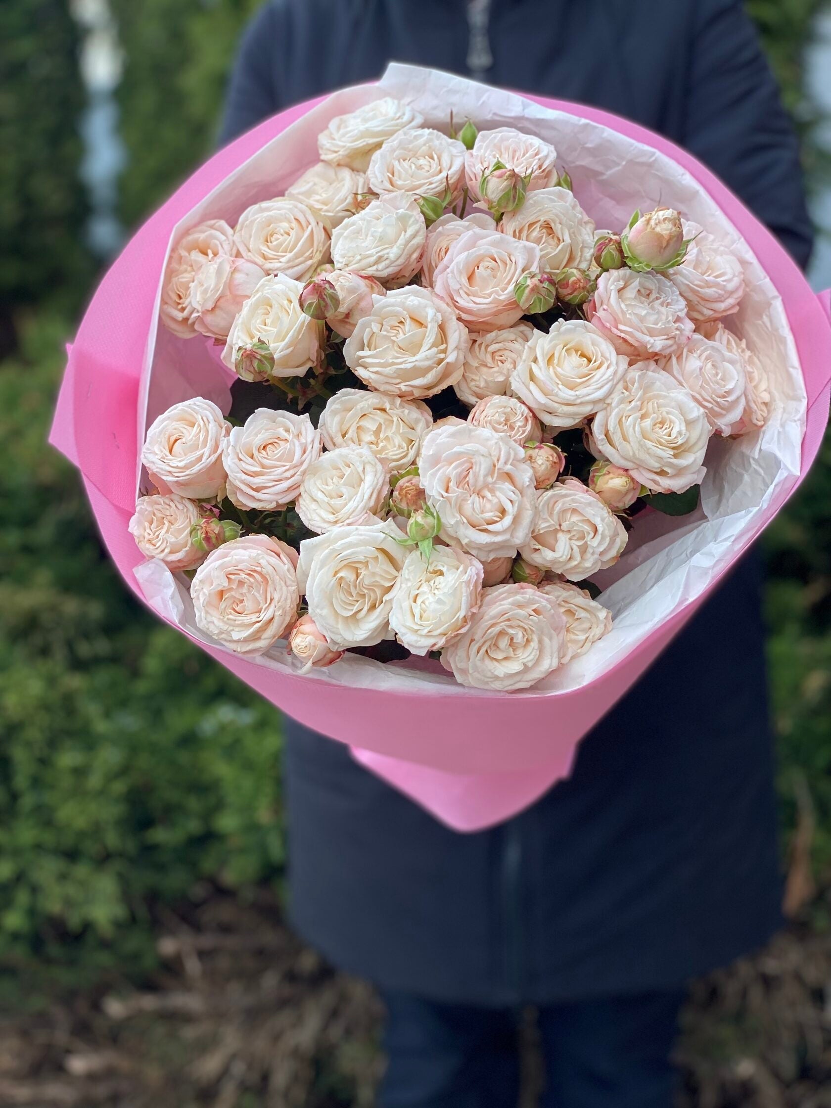 19 pfingstrosenartige Rosen Bombastic