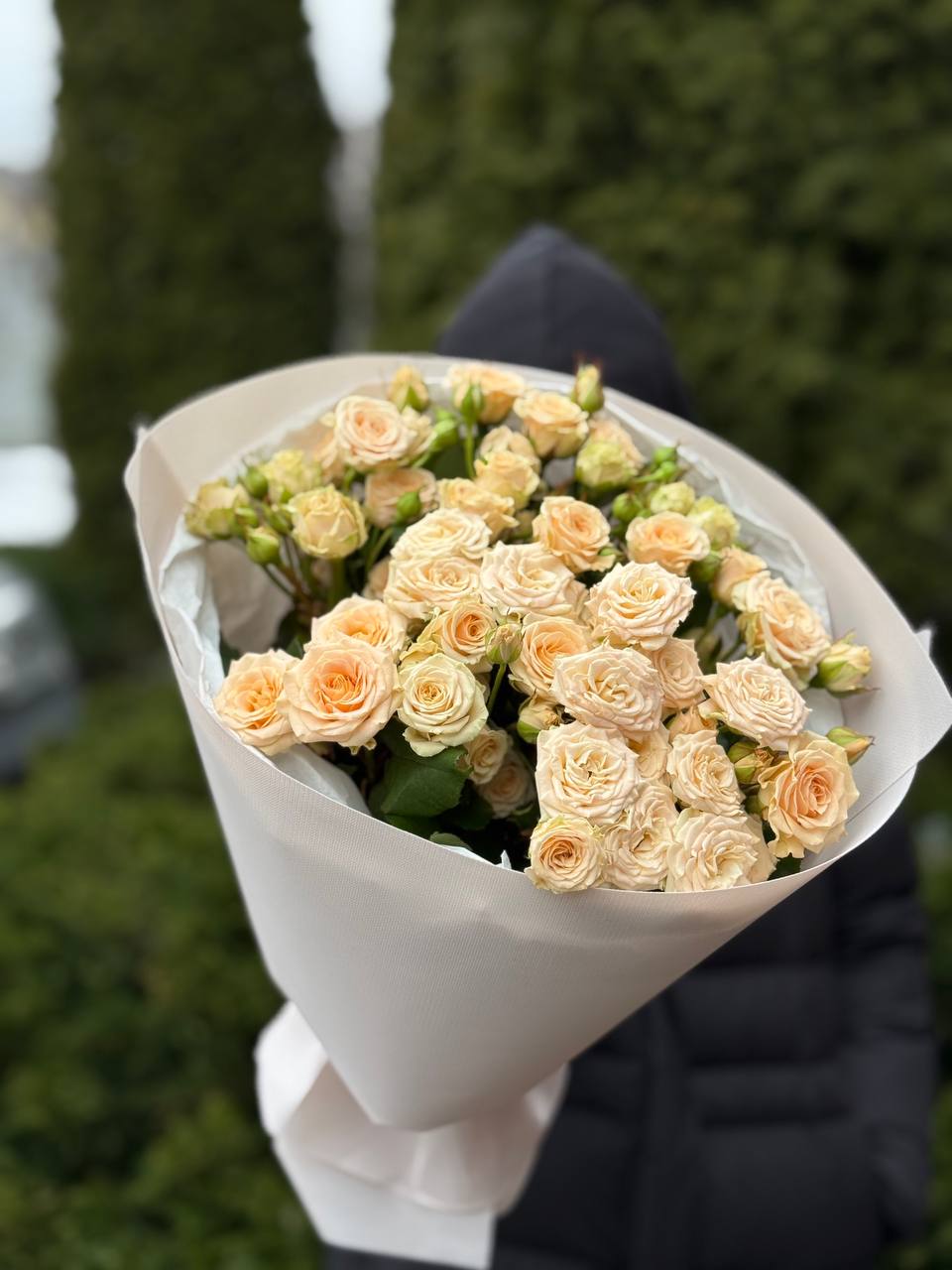 19 pfingstrosenartige Rosen Tanya