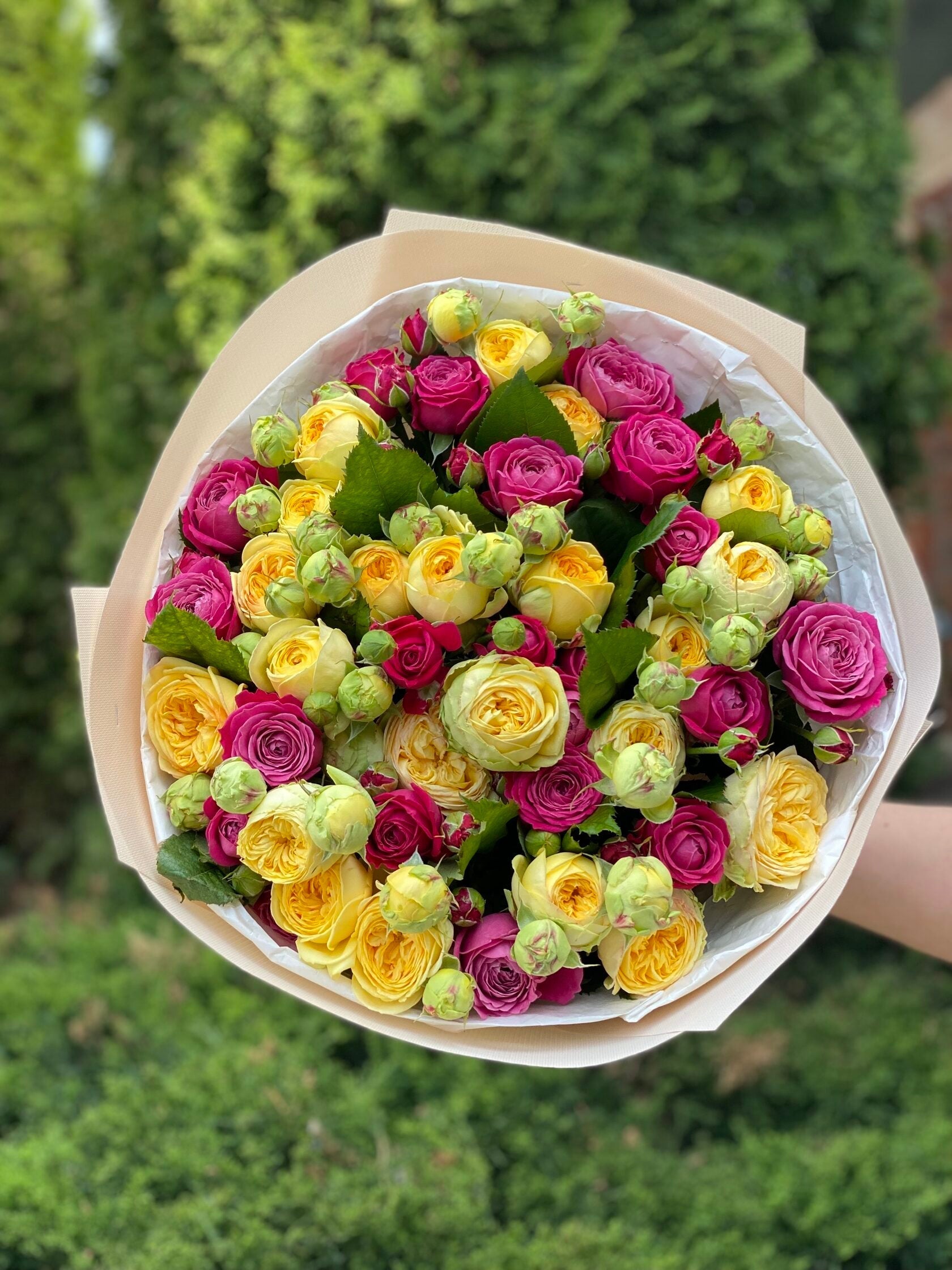 39 pfingstrosenartige Rosen Majestic und Tanya