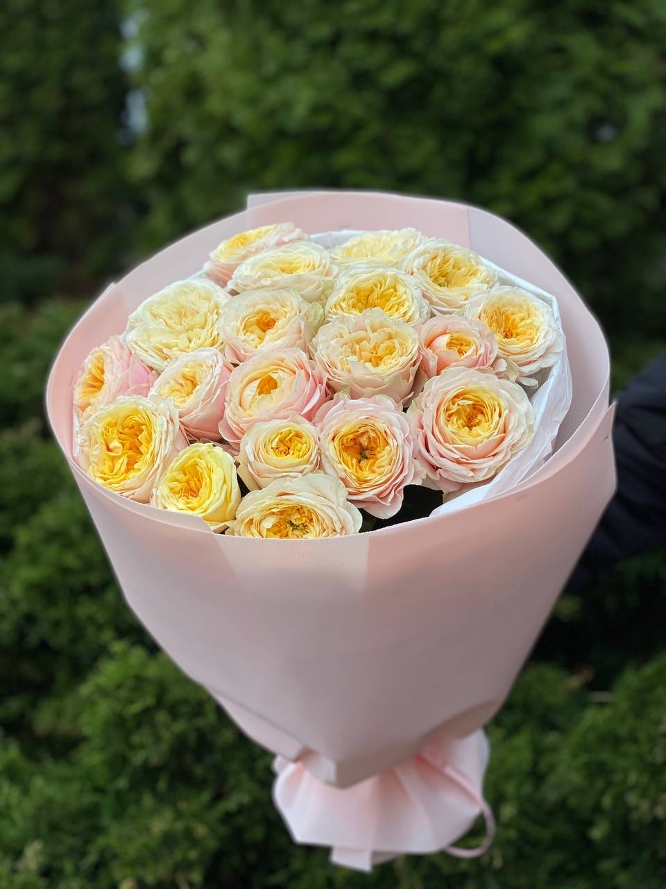 19 pfingstrosenartige Rosen Cream Fragrance