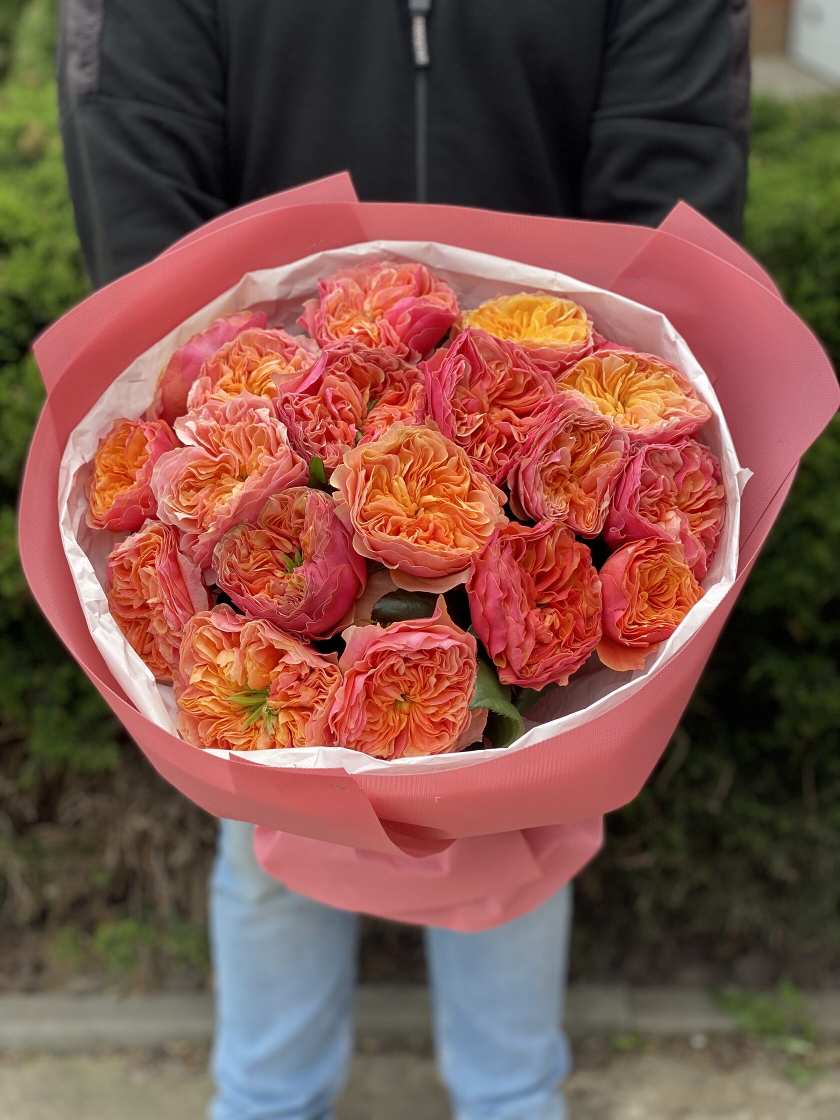 19 pfingstrosenartige Rosen Kensington Garden (orange)