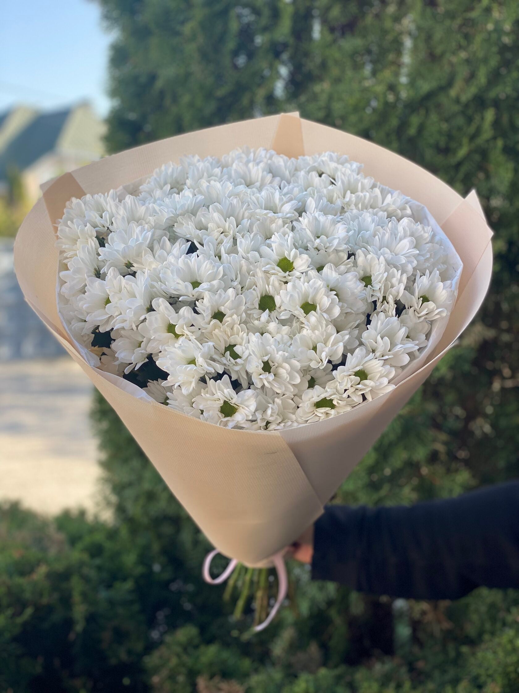 15 Margeriten-Chrysantheme (weiß)