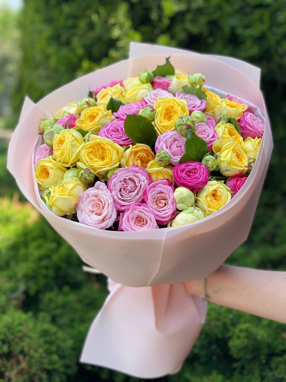 39 pfingstrosenartige Rosen Piony und Lady Bombastic