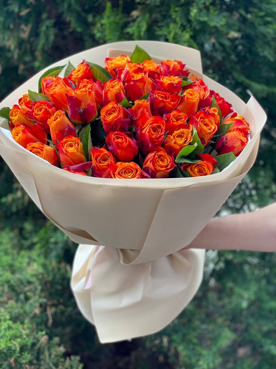 39 Rosen Hollandia Orange