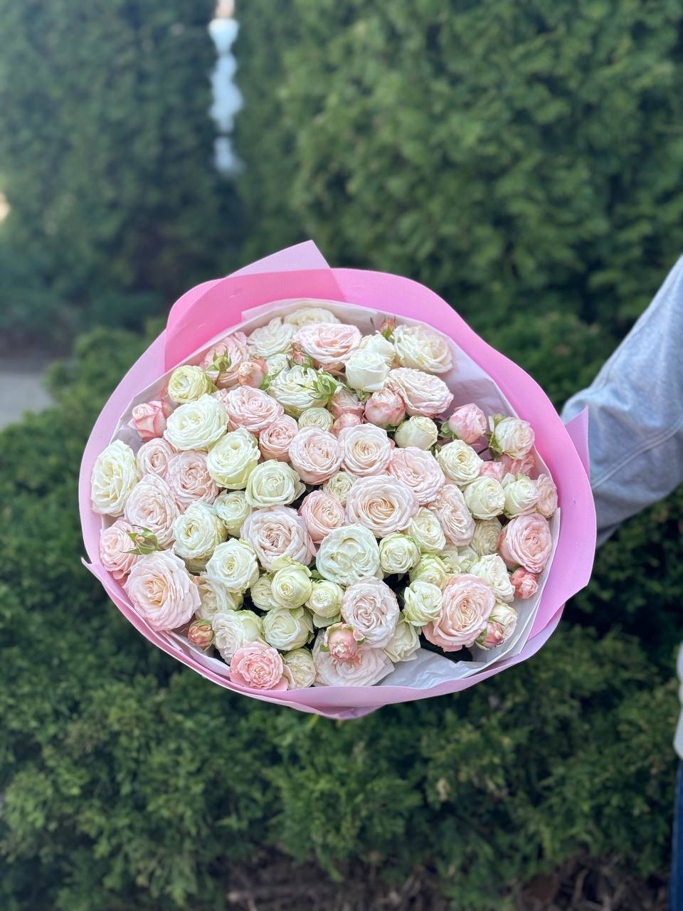 39 Rosen Miss Bombastic und Bombastic