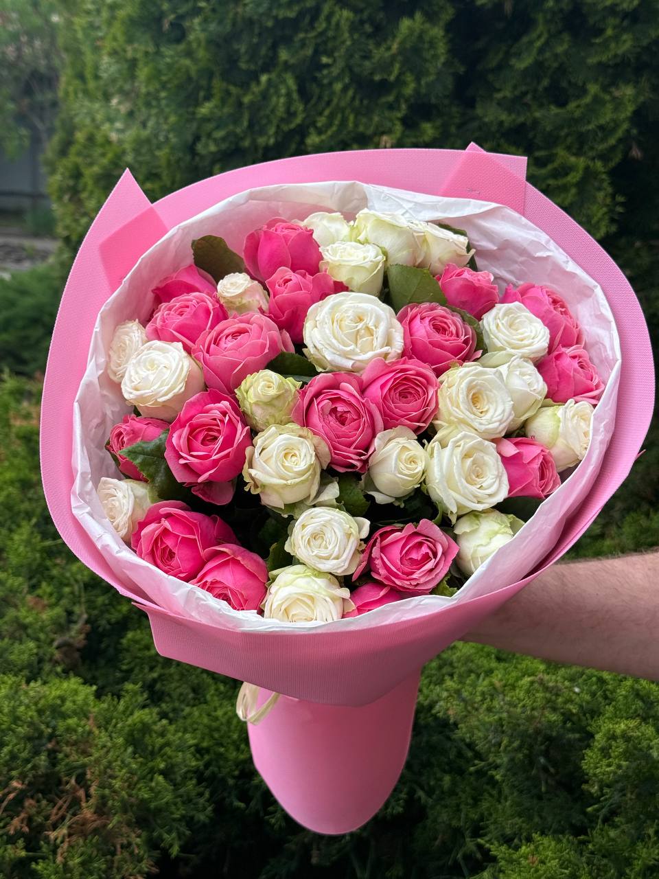 39 pfingstrosenartige Rosen Miss Bombastic und Light
