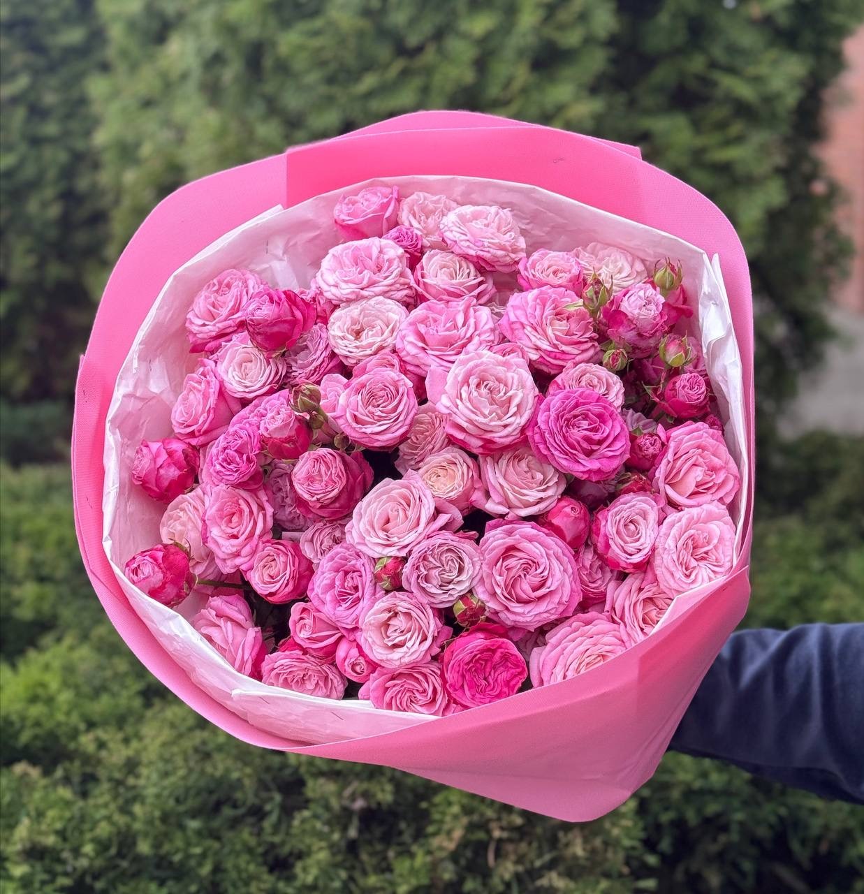 39 pfingstrosenartige Rosen Lady Bombastic